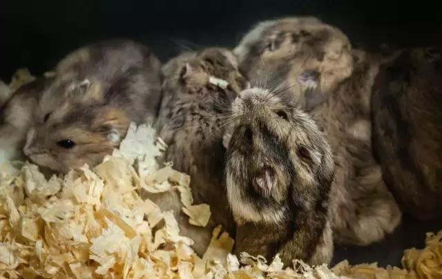 新手养仓鼠十大禁忌,饲养仓鼠的十大禁忌有哪些呢