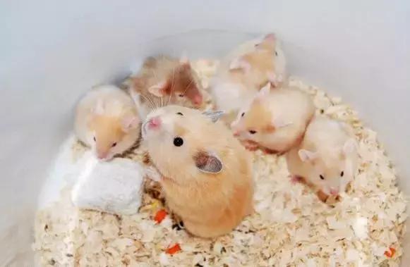 新手养仓鼠十大禁忌,饲养仓鼠的十大禁忌有哪些呢