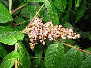 慢性湿疹吃什么止痒,治疗慢性湿疹十大中成药如何治