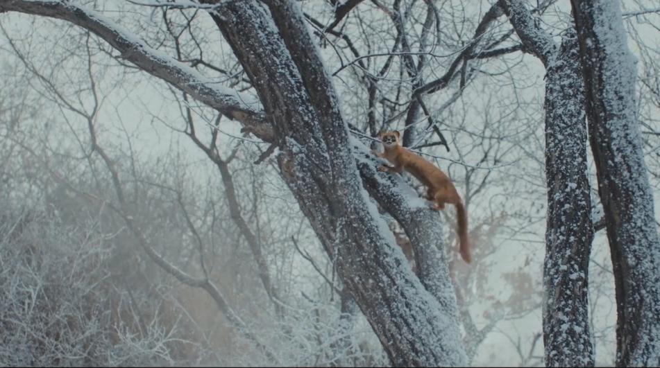 鬼吹灯之黄皮子坟为什么最恐怖,鬼吹灯之东北往事黄皮子