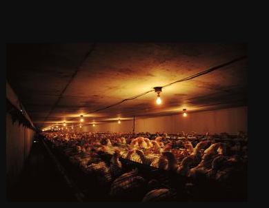 农村养鸡技巧视频新手,养鸡用什么方法鸡才健康