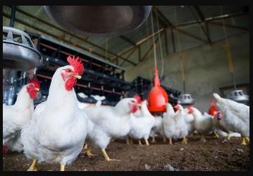 农村养鸡技巧视频新手,养鸡用什么方法鸡才健康