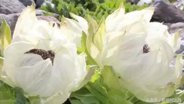 南京必买的十大特产零食,沈阳必买十大特产去哪买