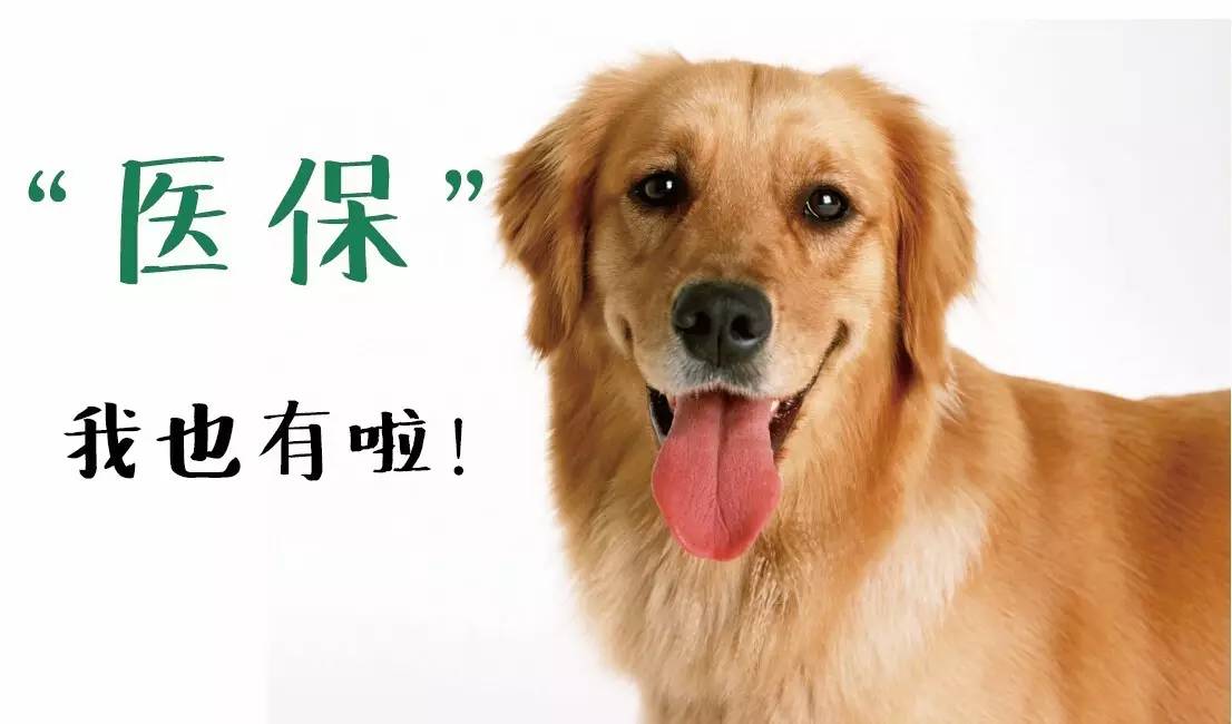 家养狗狗因为没买宠物险,闯祸以后,狗主人面临赔偿一筹莫展,该怎么给狗狗投保,看了这个你就全知道