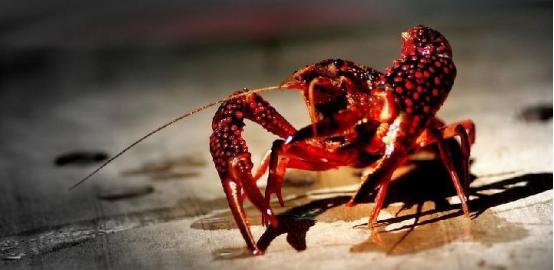 小龙虾走出困境,小龙虾被逼得无路可退了