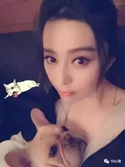 一梦谈狗:听说你喜欢法国斗牛犬,那你了解它么?