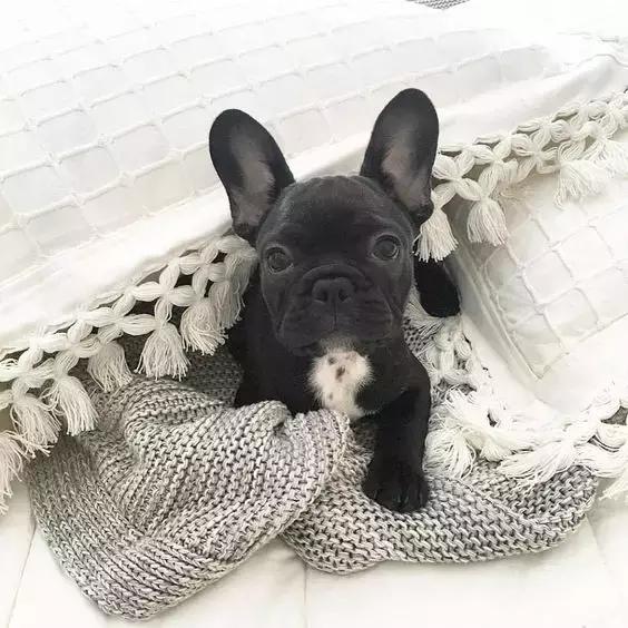 一梦谈狗:听说你喜欢法国斗牛犬,那你了解它么?