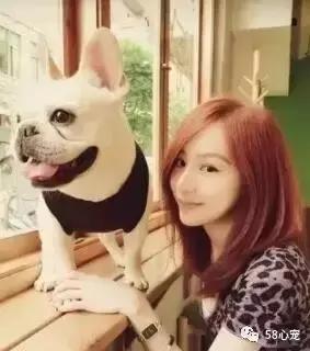 一梦谈狗:听说你喜欢法国斗牛犬,那你了解它么?