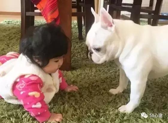 一梦谈狗:听说你喜欢法国斗牛犬,那你了解它么?