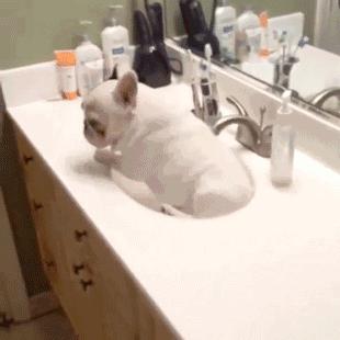 一梦谈狗:听说你喜欢法国斗牛犬,那你了解它么?