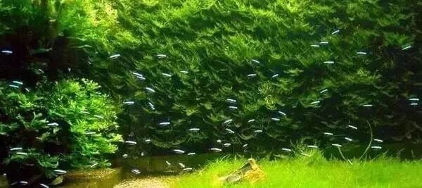 什么鱼能让灯鱼群游,红尾金线灯鱼群游么