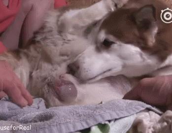 哈士奇从幼崽长大成大狗需要多久,哈士奇与各种狗生的崽