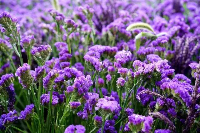 鑸屽皷涓婄殑鍗楅棬,鑸屽皷涓婄殑鍗楅棬缇庨鍥㈣喘