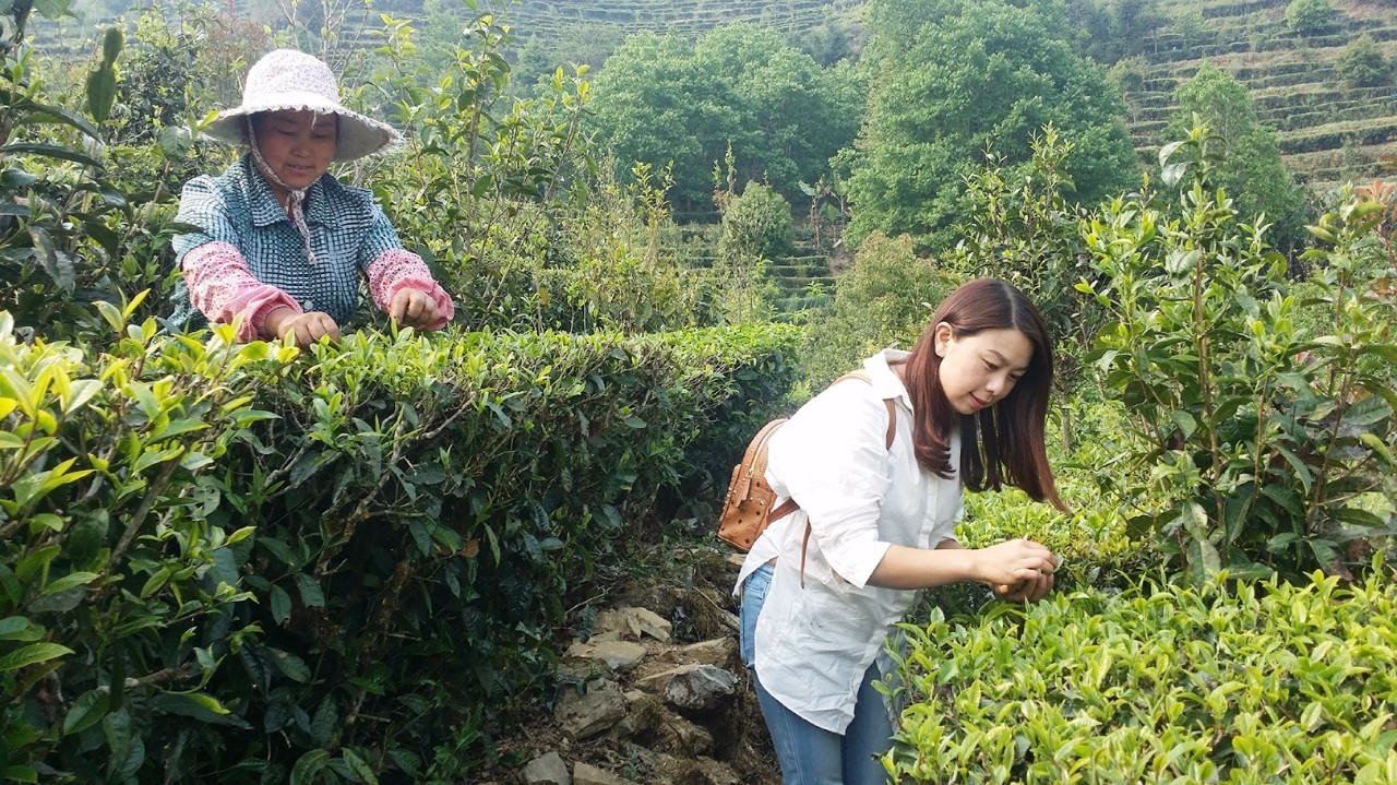 扶贫云南茶,云南茶叶今日热点