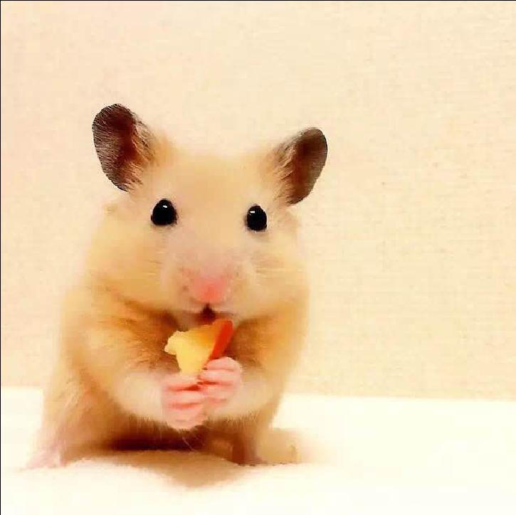 小仓鼠幼鼠可以吃什么,仓鼠幼鼠最爱吃什么