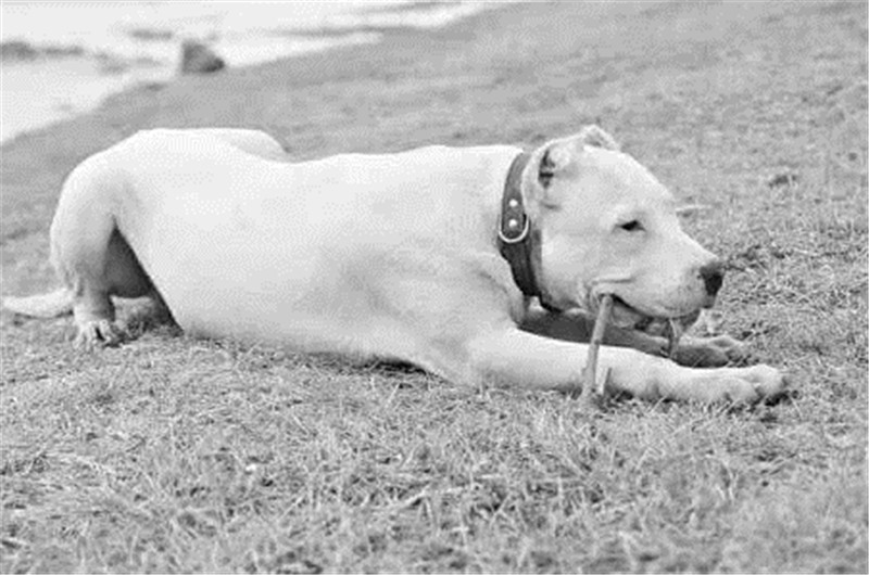 养杜高犬的技巧,杜高犬小时候该怎么养