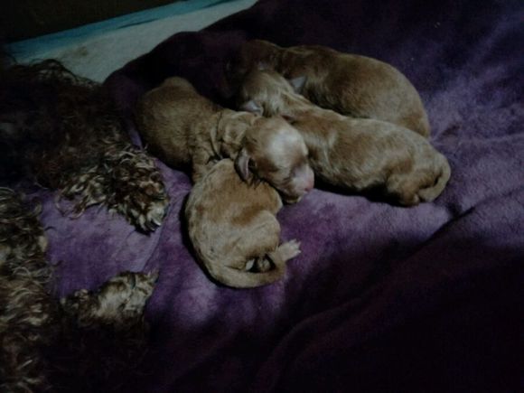 怀孕的泰迪40天没有肚子,怀孕的狗狗生小狗