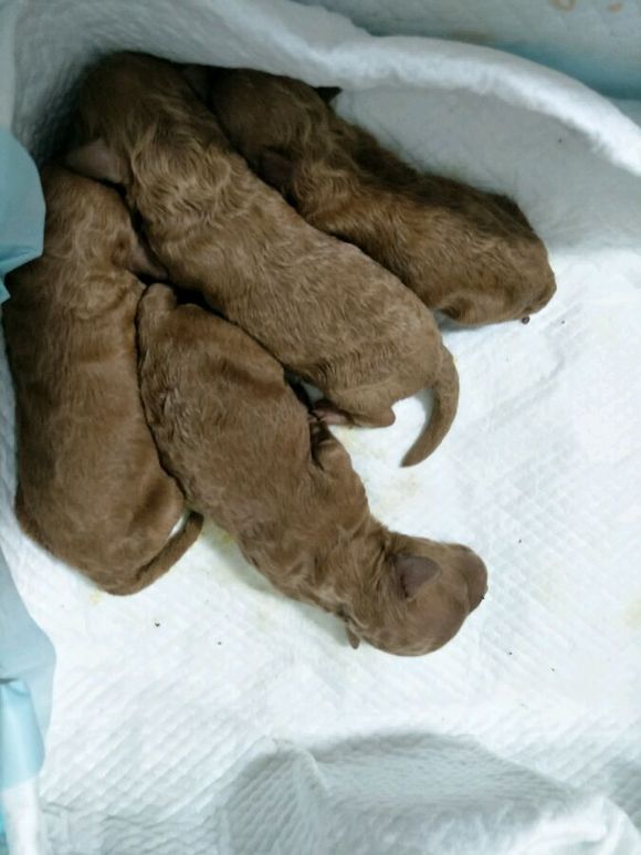 怀孕的泰迪40天没有肚子,怀孕的狗狗生小狗