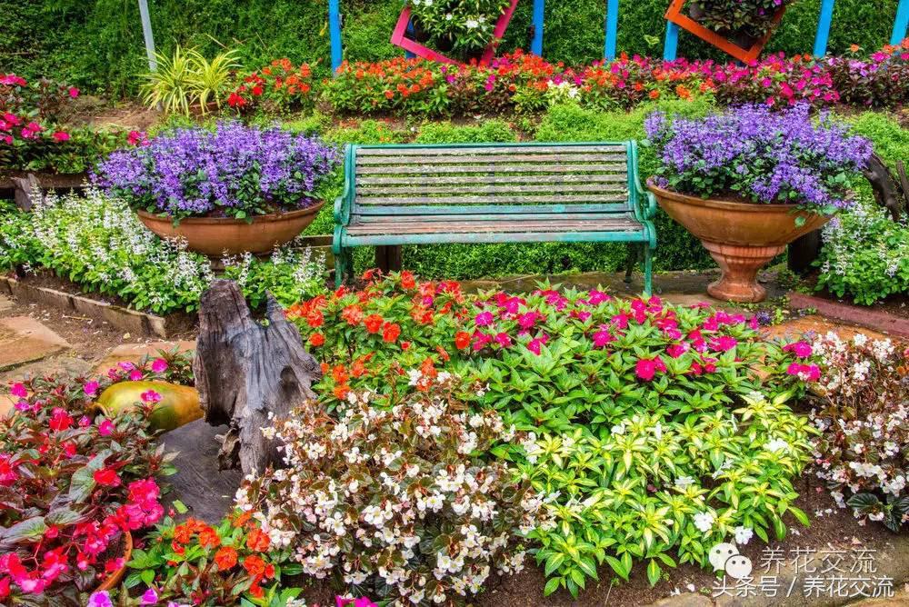 一个爱养花的家庭,一个爱花的院子