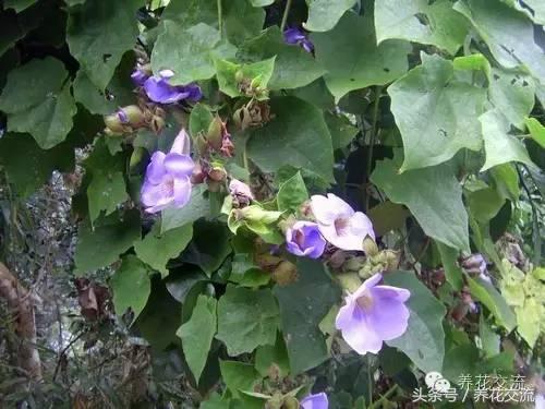 一个爱养花的家庭,一个爱花的院子