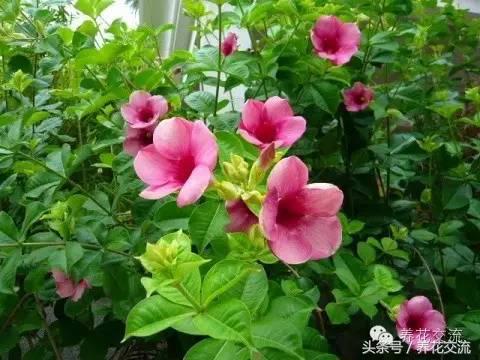 一个爱养花的家庭,一个爱花的院子