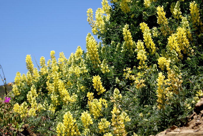 大色尔，加州绝美一号公路最精华