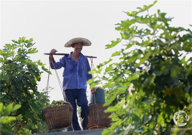 2020年威远无花果节,四川无花果节
