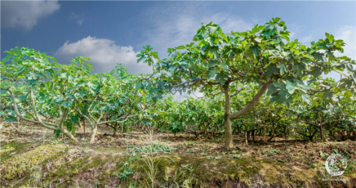 2020年威远无花果节,四川无花果节