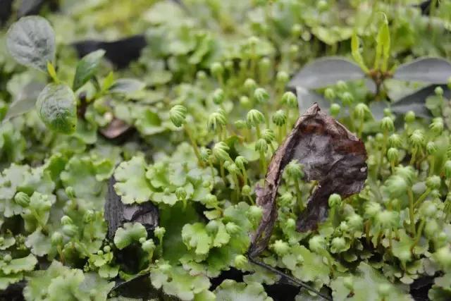 苔藓儿童科普,关于苔藓的小知识