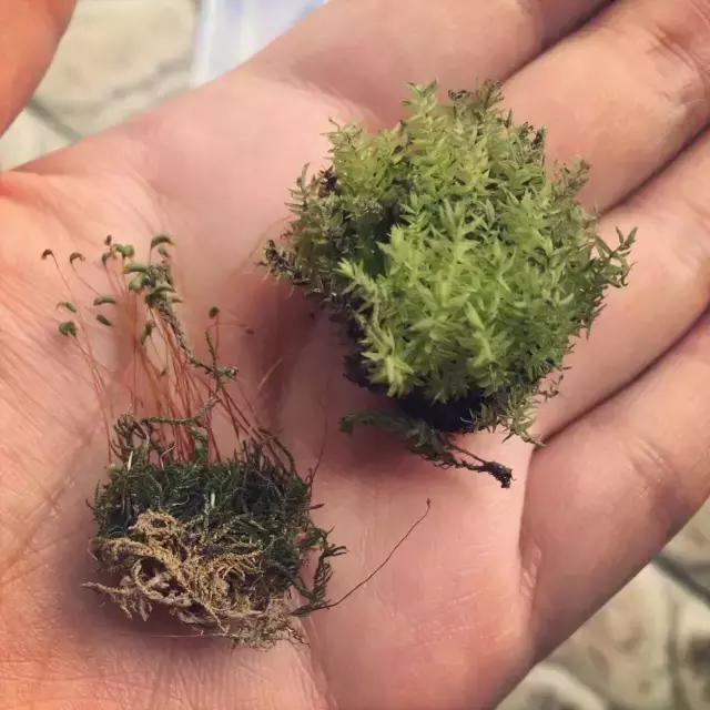 苔藓儿童科普,关于苔藓的小知识