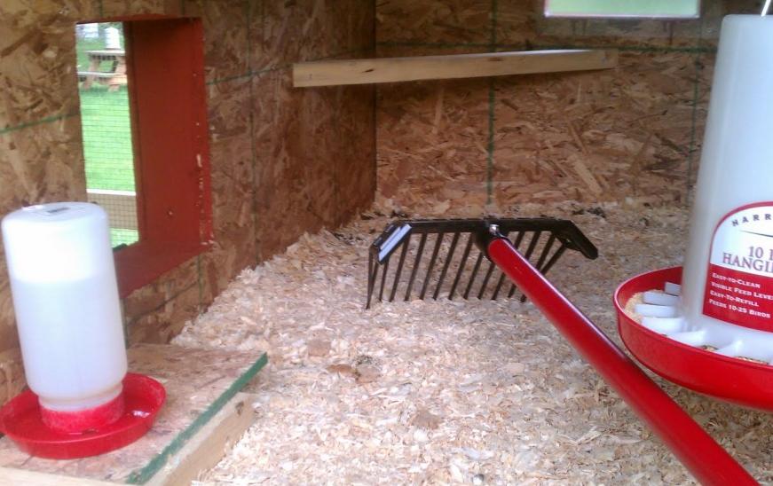 农村养鸡技巧视频新手,养鸡用什么方法鸡才健康