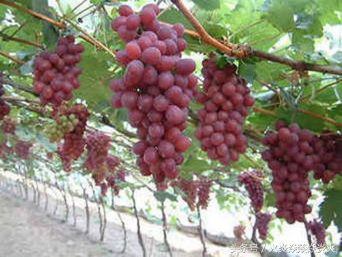 葡萄种植致富技术,葡萄防病高产技术分享