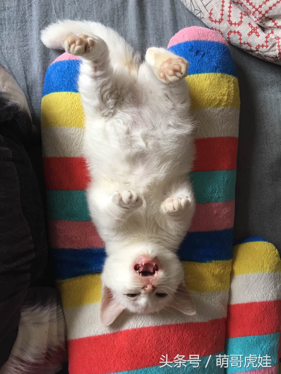 铲屎的给喵星人买了好多卖萌装备，小猫试穿后一脸懵莫名戳中萌点