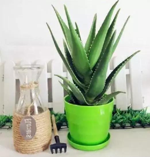 生活妙招：花友们自己制作芦荟面膜