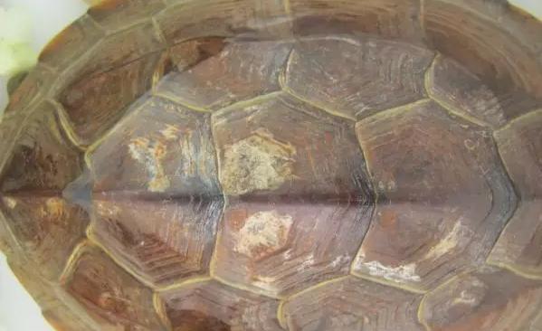 养龟水碱如何解决,龟治水霉病最简单的方法