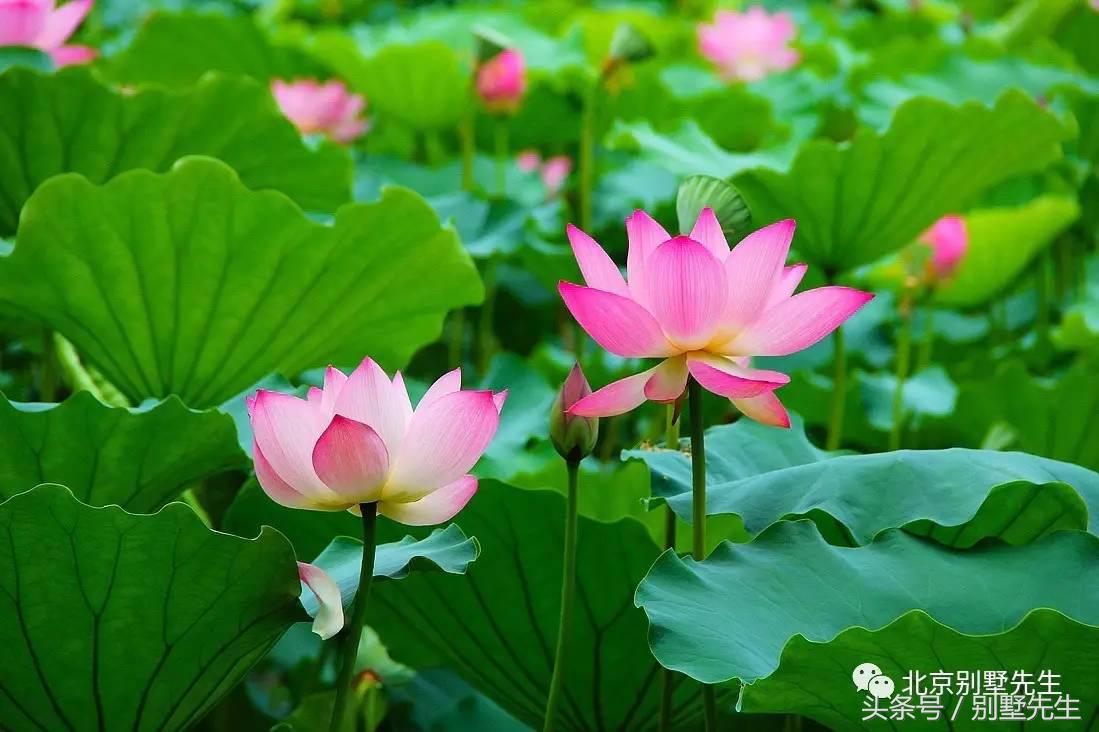 走遍中央别墅区-观唐别墅（第一期）