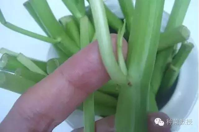 阳台种菜的土没有营养了怎么办,种子种菜阳台教程