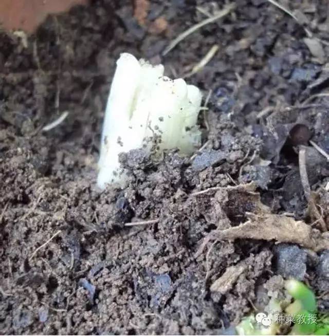 阳台种菜的土没有营养了怎么办,种子种菜阳台教程