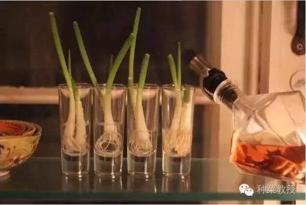 阳台种菜的土没有营养了怎么办,种子种菜阳台教程