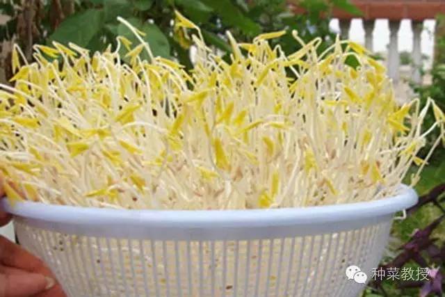 阳台种菜的土没有营养了怎么办,种子种菜阳台教程