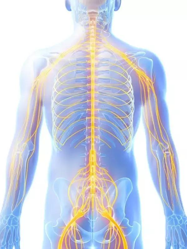 如何恢复脊柱灵活性,保持脊柱有弹性的秘诀