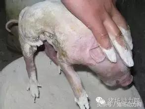 母猪分娩期的管理,接产期间减少母猪死胎的对策