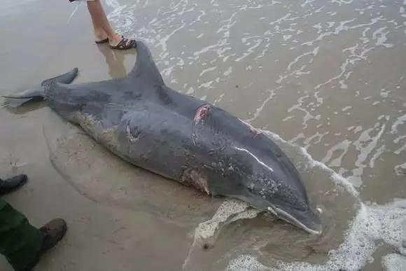 虎鲸和海豚打得赢鲨鱼吗,巨齿鲨打得过巨型虎鲸吗