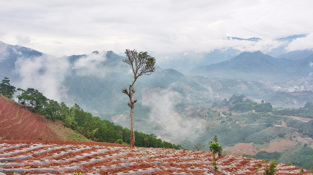 扶贫云南茶,云南茶叶今日热点