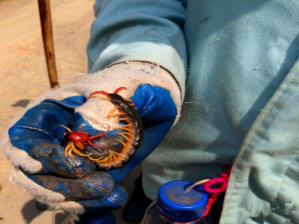 农民增收好点子,捕捉蜈蚣挣钱,被咬后自找草药医治,月入千元