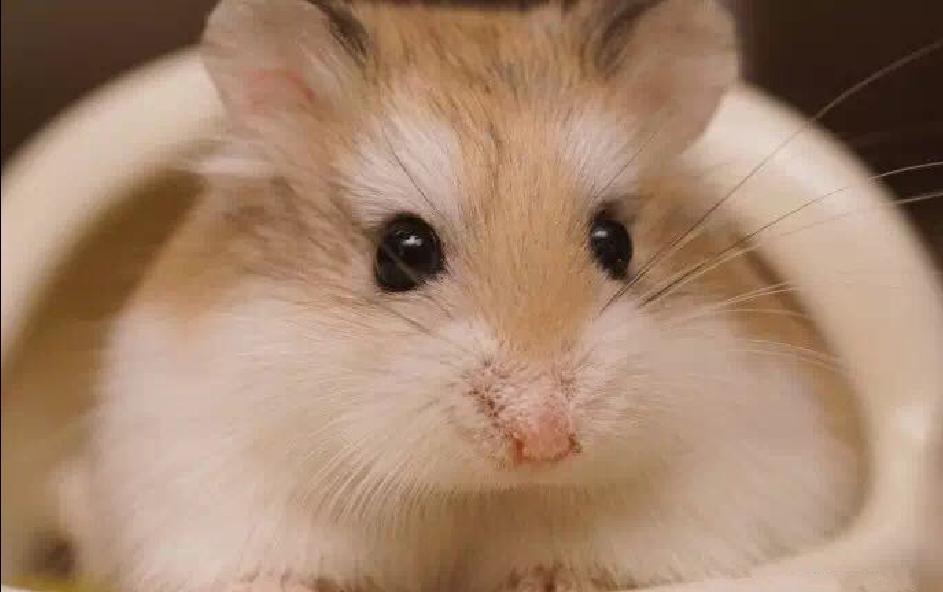 小仓鼠幼鼠可以吃什么,仓鼠幼鼠最爱吃什么