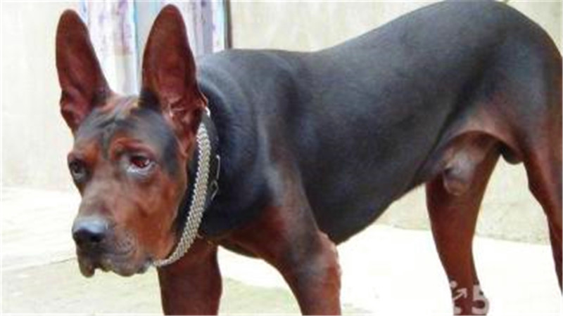 养杜高犬的技巧,杜高犬小时候该怎么养