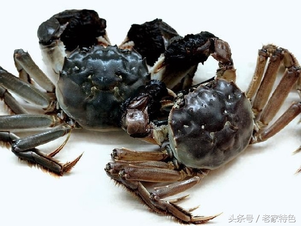 吃蟹要讲究如何做出美味的大闸蟹,原来这才是大闸蟹的正确吃法