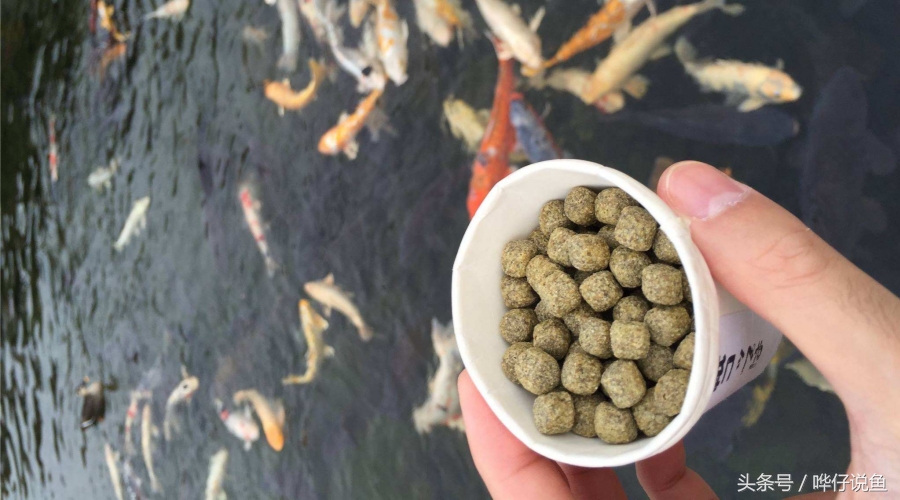 观赏鱼怎么喂鱼粮最好,观赏鱼最好喂什么饲料