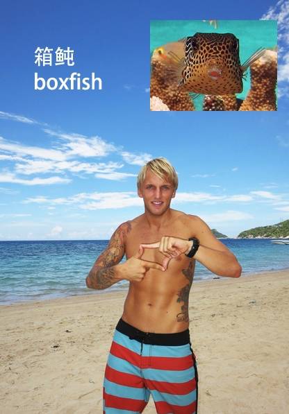 各种鱼的手势,海鱼表示动作词语